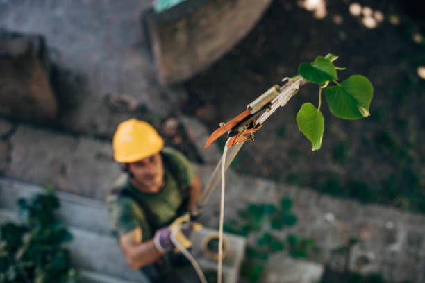 Emergency Storm Tree Removal in Orangeville, UT